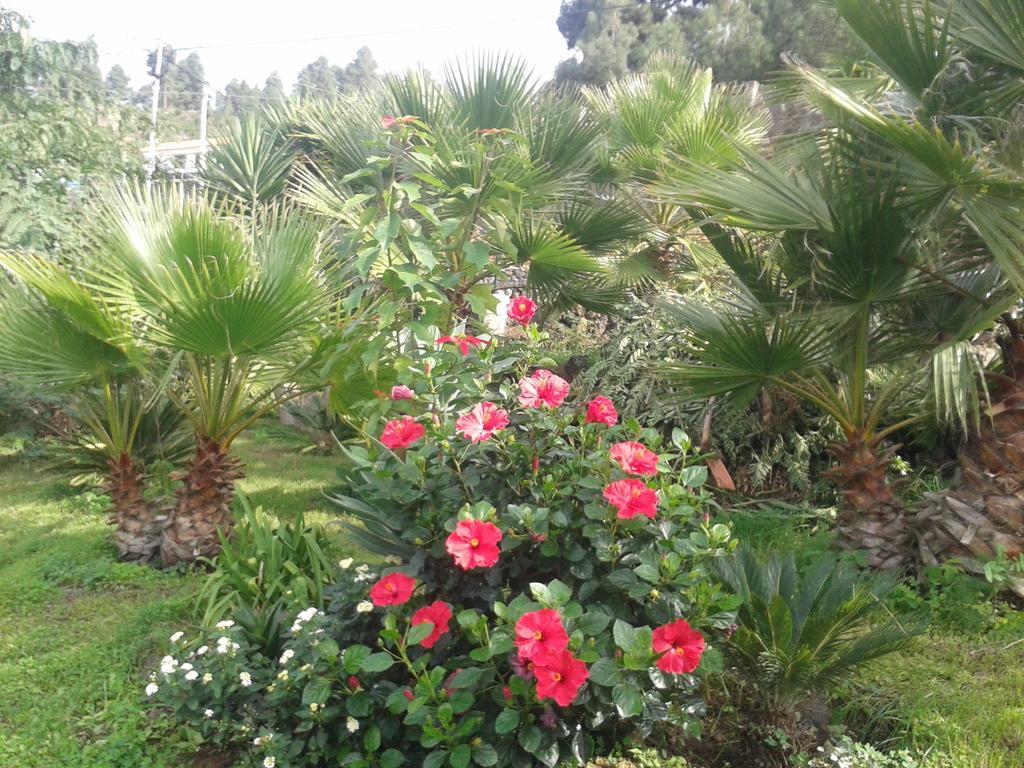 איקוד דה לוס וינוס Finca Las Palmeras מראה חיצוני תמונה