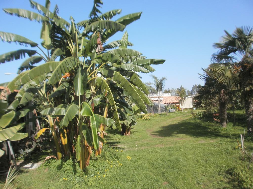 איקוד דה לוס וינוס Finca Las Palmeras חדר תמונה