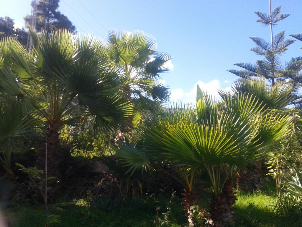 איקוד דה לוס וינוס Finca Las Palmeras מראה חיצוני תמונה