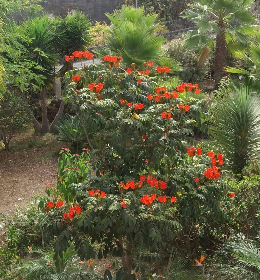 איקוד דה לוס וינוס Finca Las Palmeras מראה חיצוני תמונה