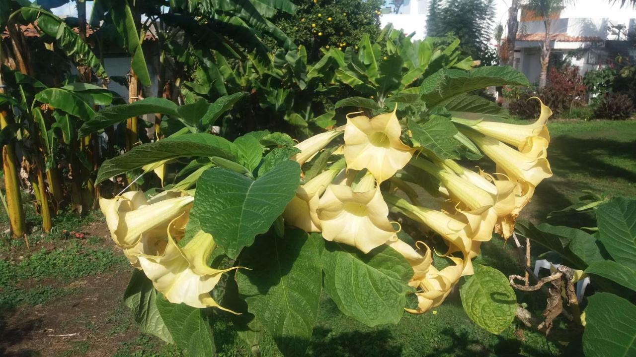 איקוד דה לוס וינוס Finca Las Palmeras מראה חיצוני תמונה