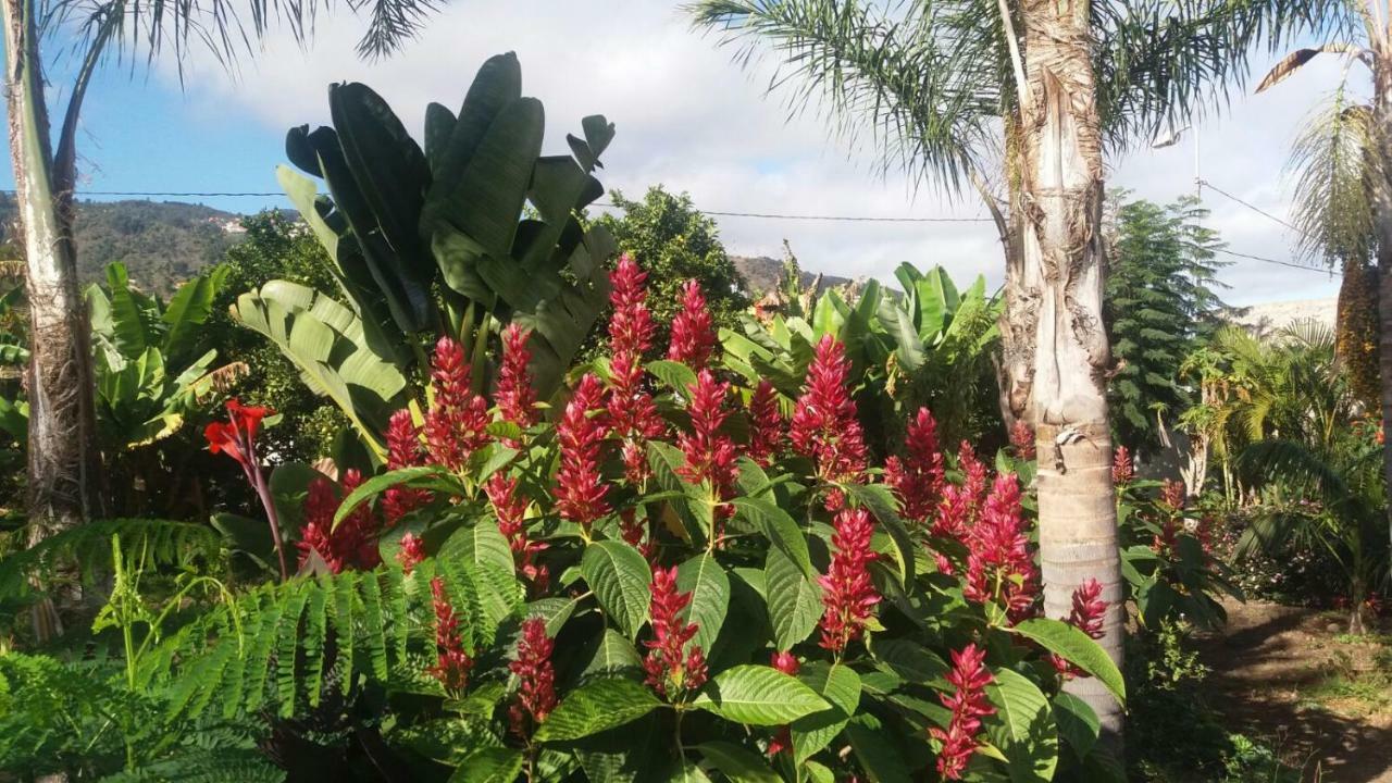 איקוד דה לוס וינוס Finca Las Palmeras מראה חיצוני תמונה